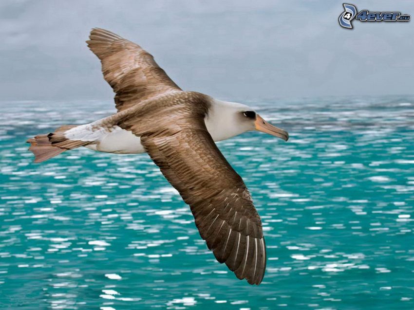 albatrosz, repülés