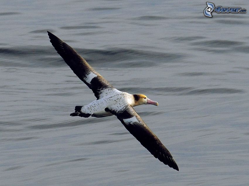 albatrosz, repülés