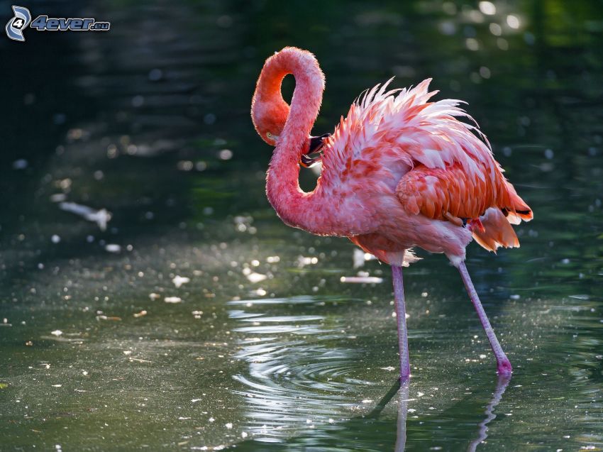 flamingó, víz