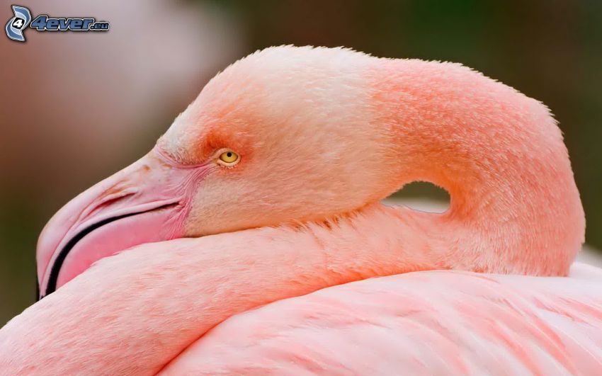 flamingó