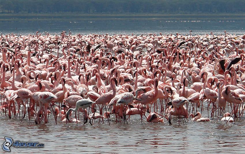 flamingók, Nakuru, tó