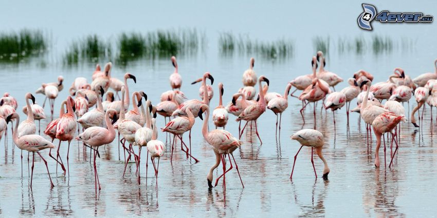 flamingók, Nakuru, tó