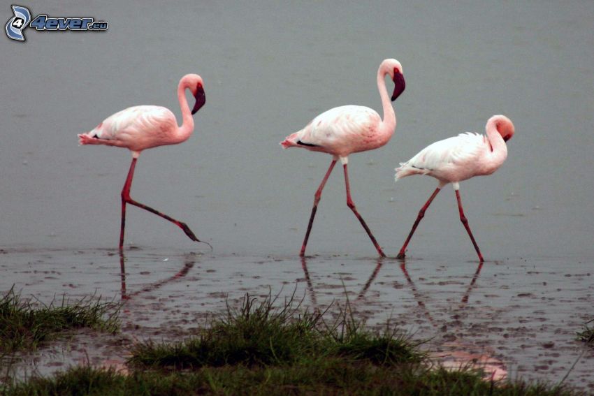 flamingók, víz
