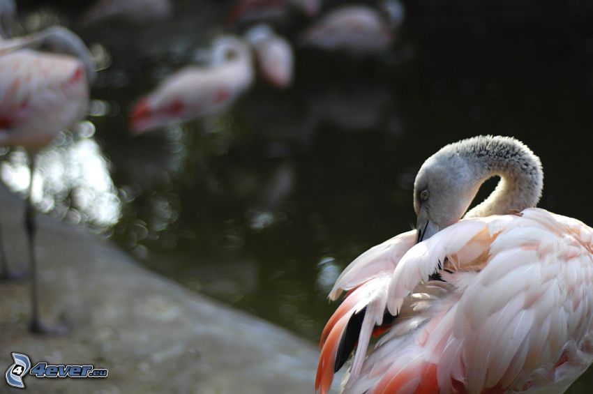 flamingók