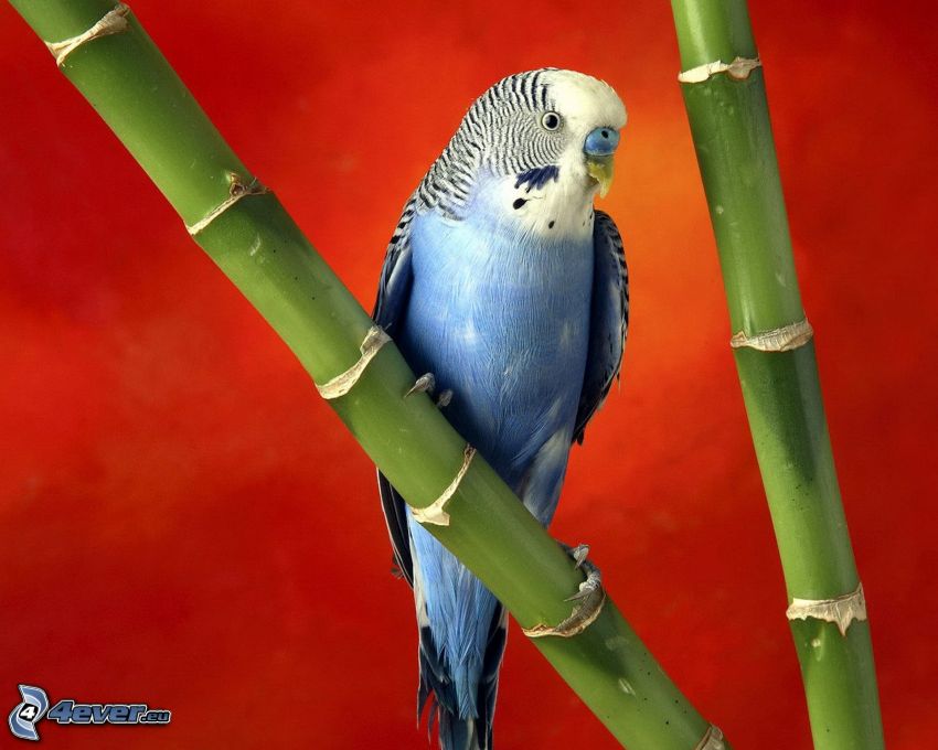 hullámos papagáj, bambusz