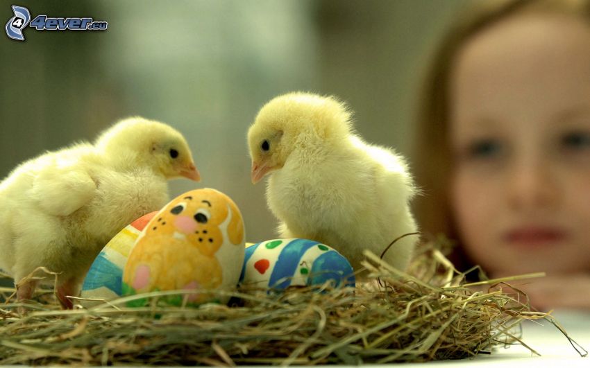 kiscsibék, festett tojás, fészek, lány