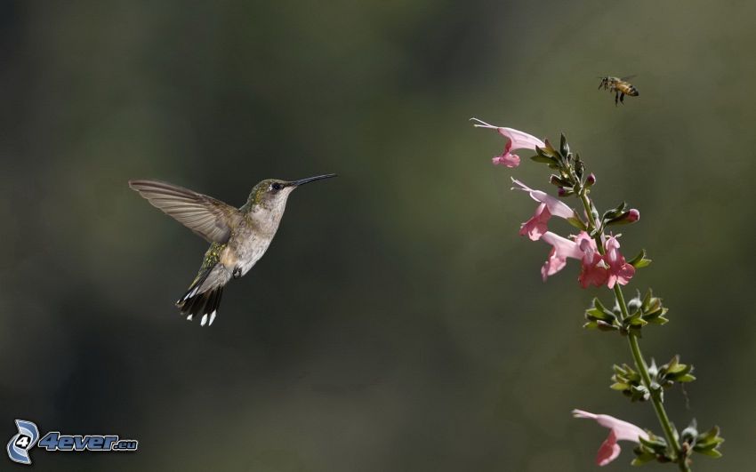 kolibri, méh, rózsaszín virág