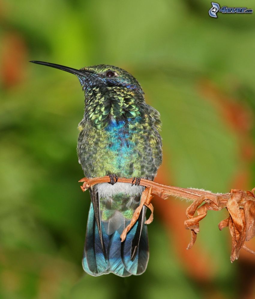 kolibri, növény