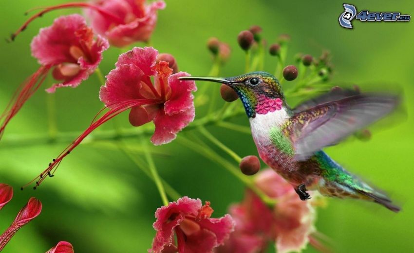 kolibri, rózsaszín virágok