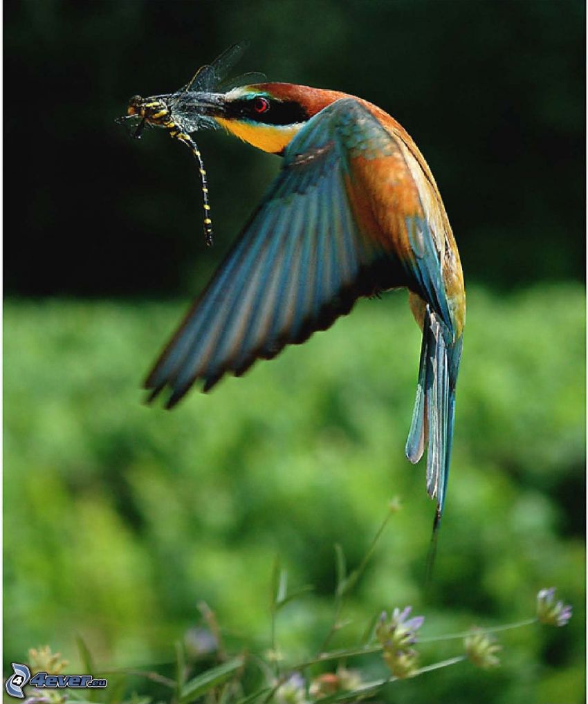kolibri, szitakötő