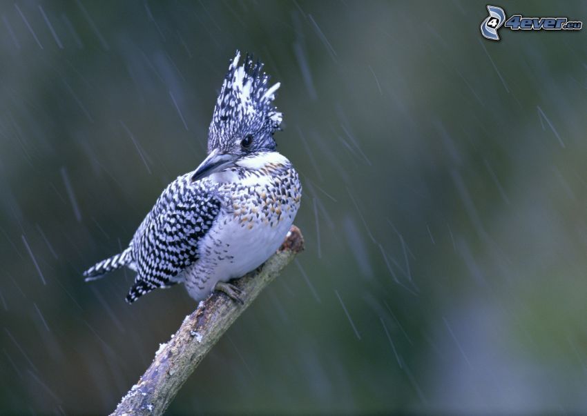 madár, ág, eső