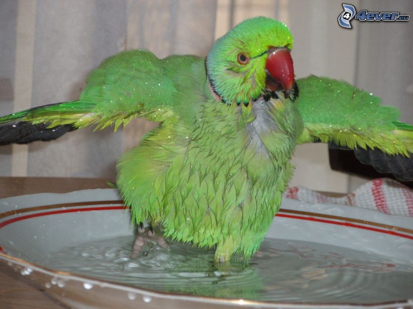 papagáj, fürdő, tányér