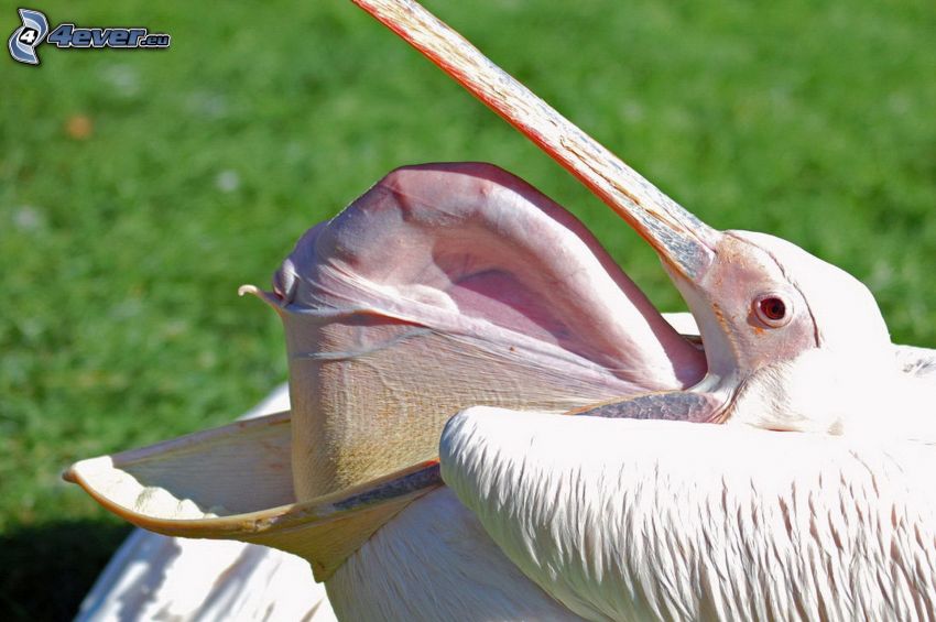 pelikán, csőr