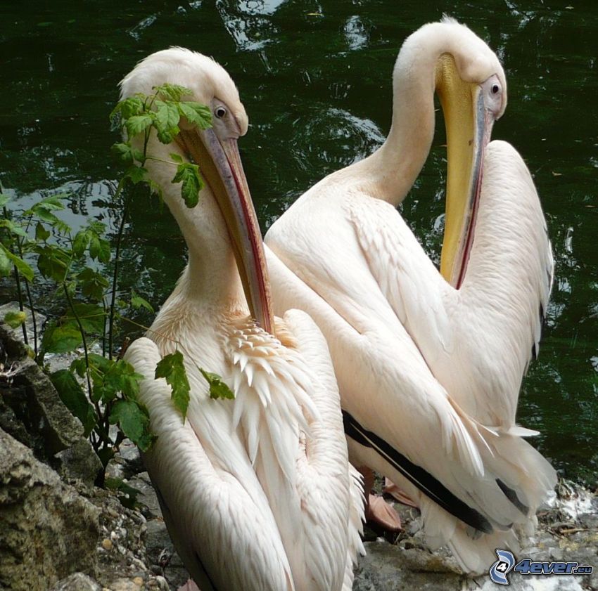 pelikán, madár