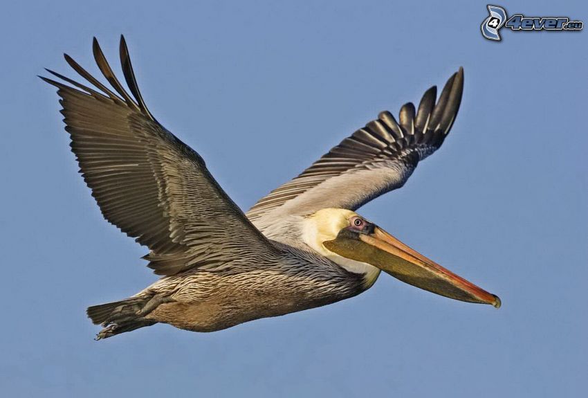 pelikán, repülés