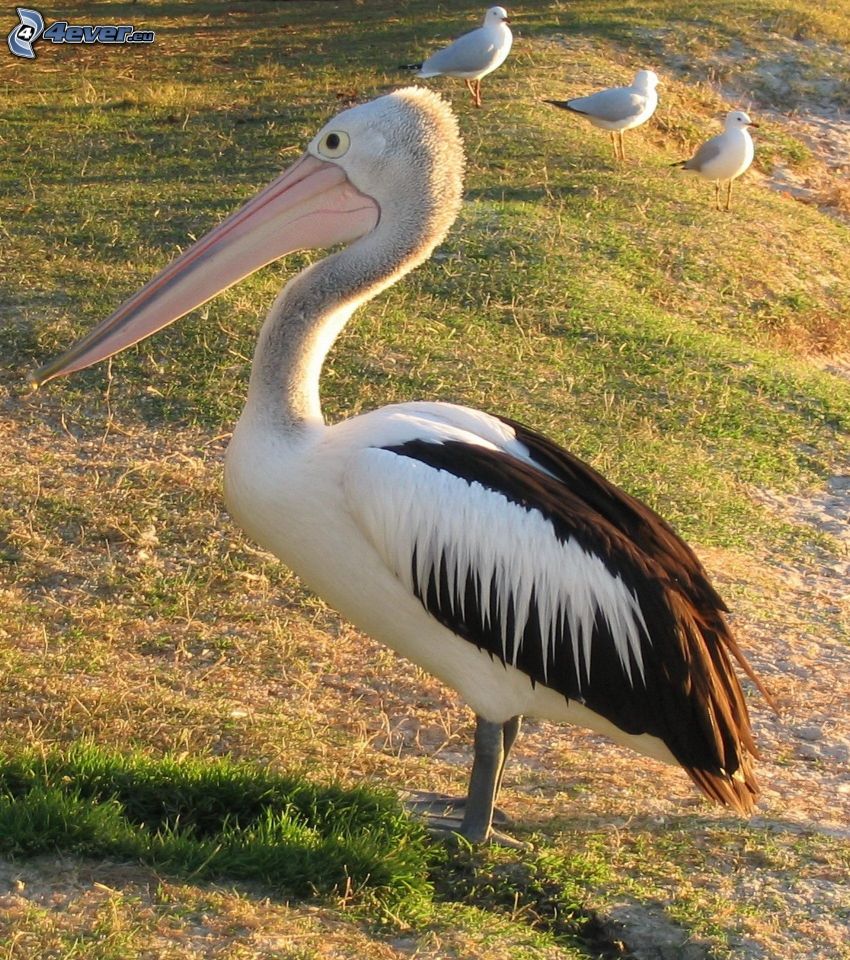 pelikán, sirályok