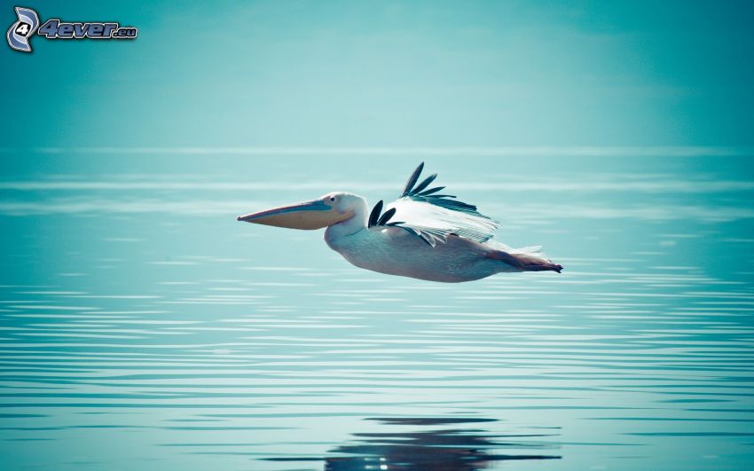 pelikán, tenger, repülés