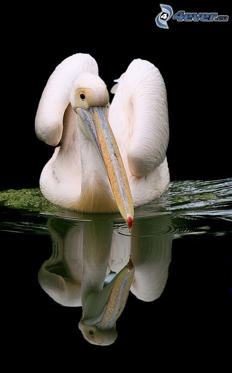 pelikán, víz, visszatükröződés