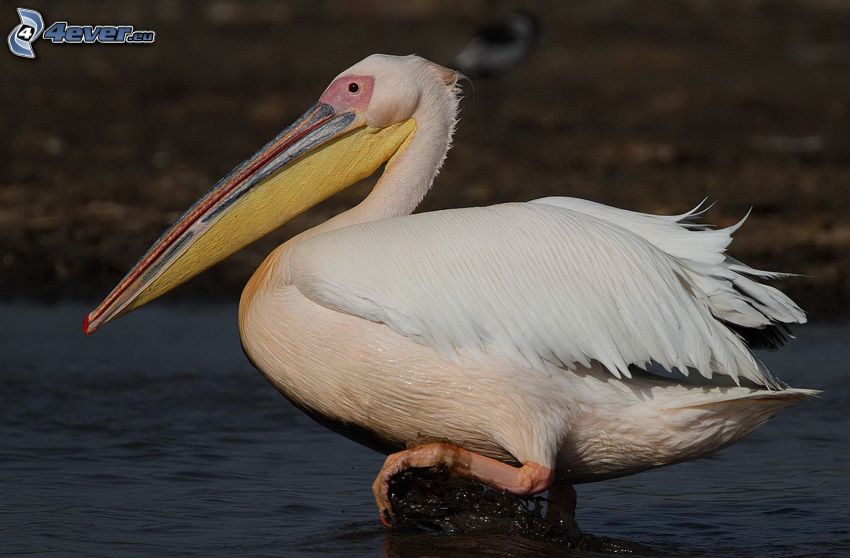 pelikán, víz