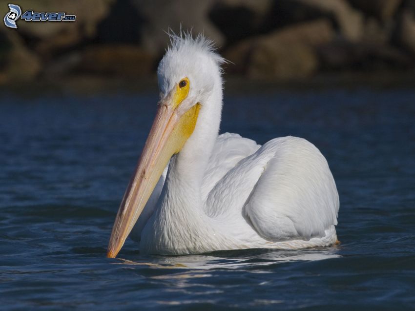 pelikán, víz