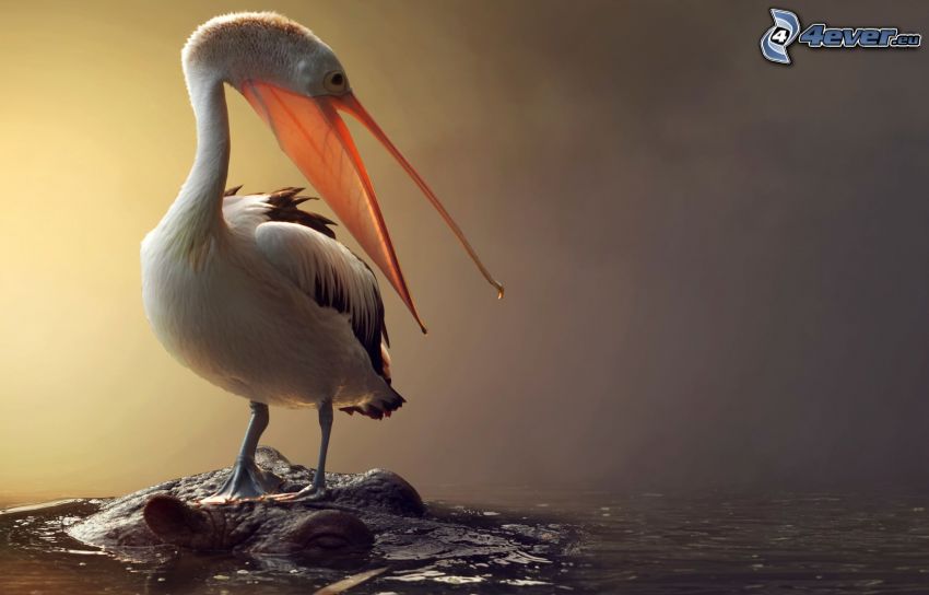 pelikán, víziló, víz