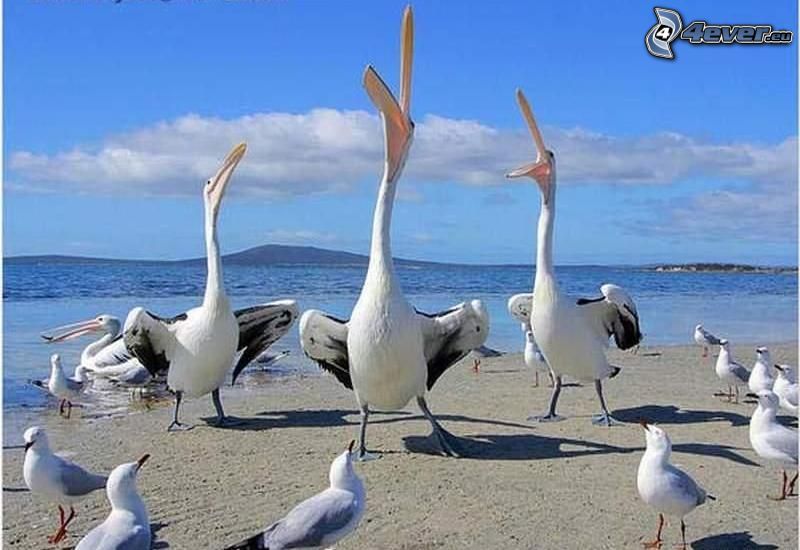 pelikánok, tenger
