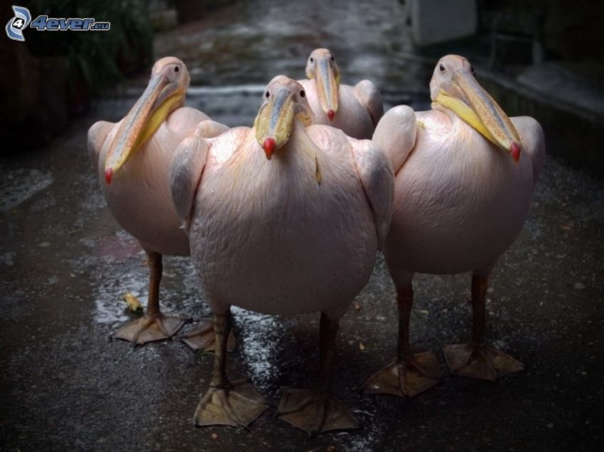 pelikánok