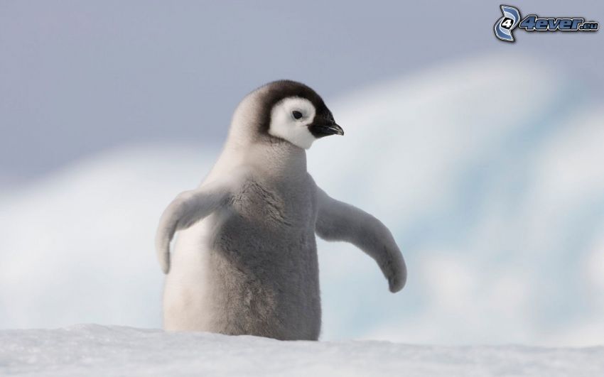 pingvin kölyök, hó