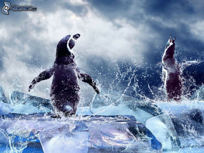 pingvinek, jégtáblák, víz