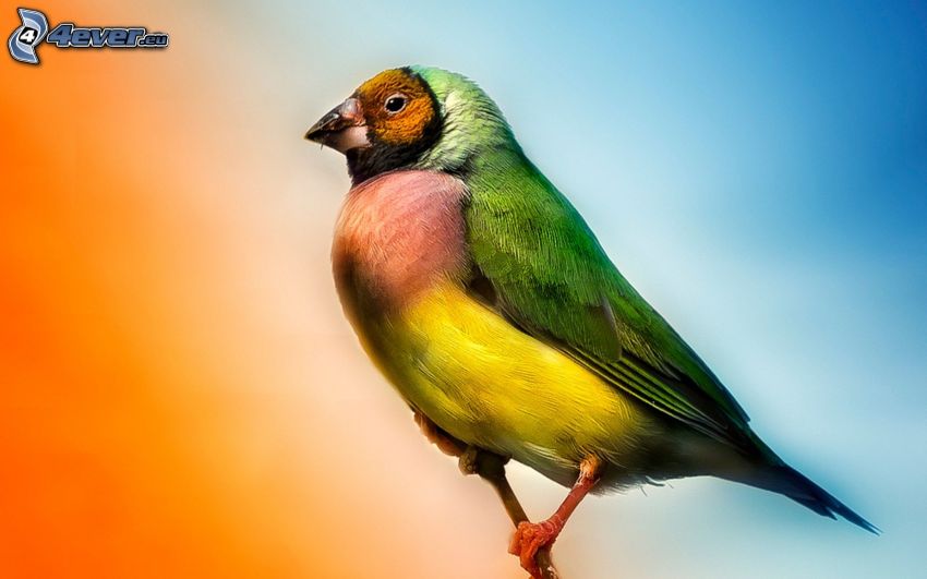 színes madár