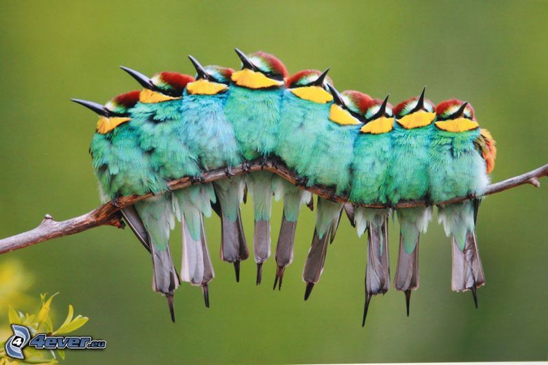 színes madarak az ágon