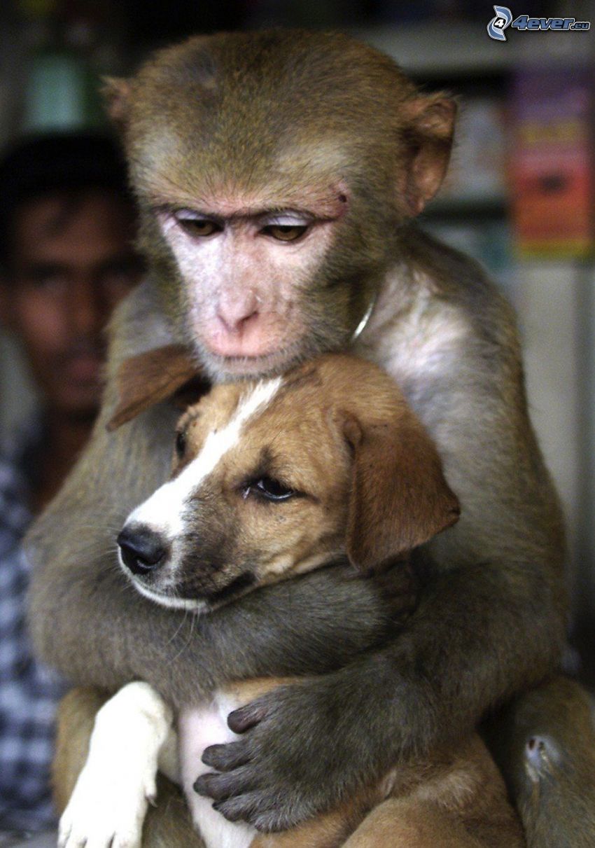 ölelés, majom, beagle kiskutya