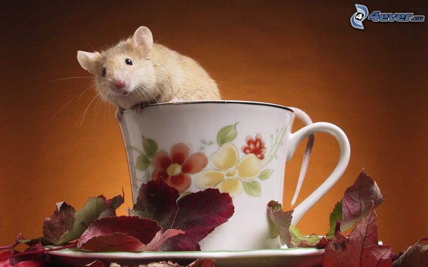 patkány, csésze, lila levelek