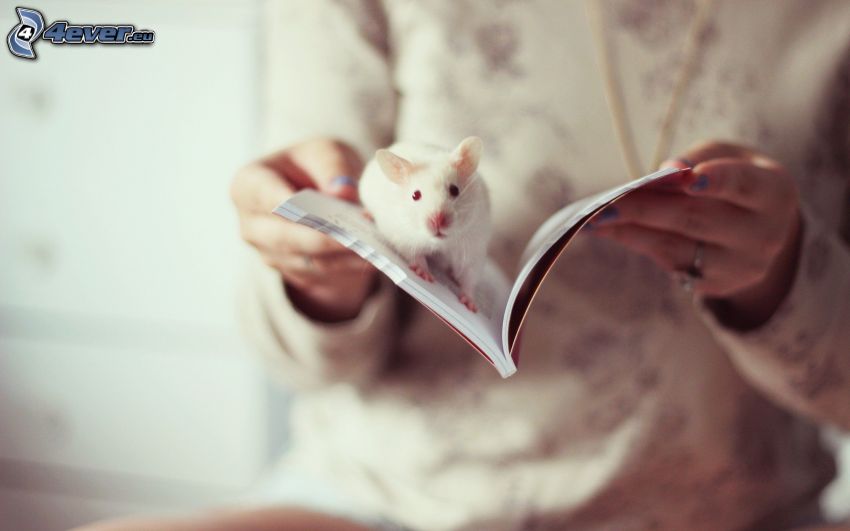 patkány, könyv, kezek