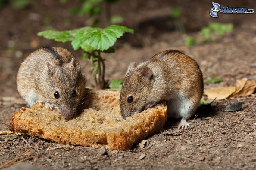 patkányok, kenyér
