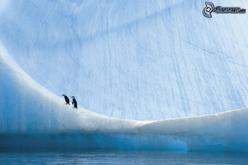 pingvinek, gleccser