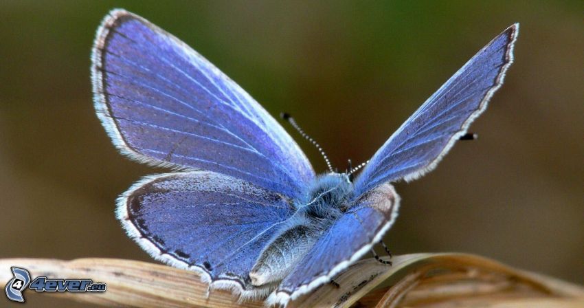 kék pillangó, makro