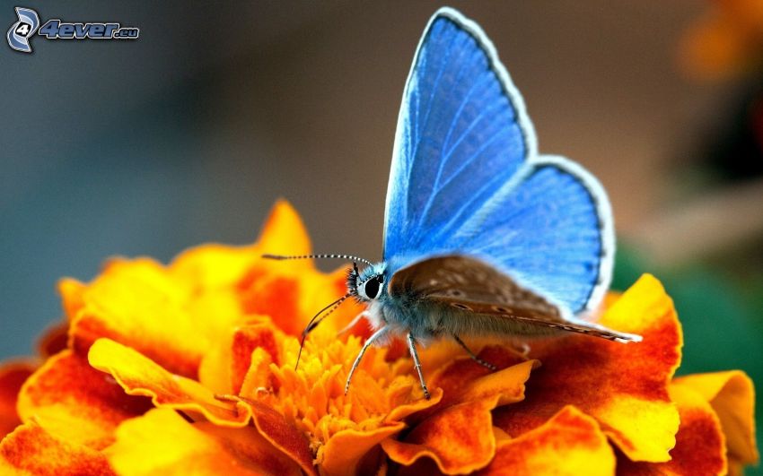 kék pillangó, narancssárga virág