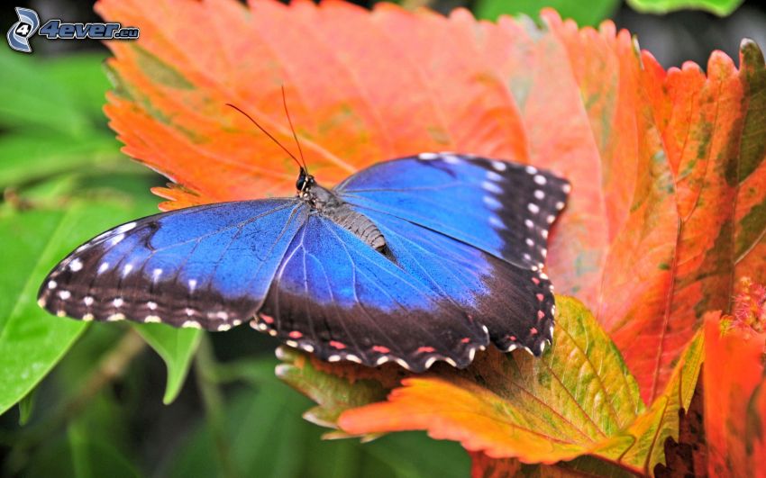 kék pillangó, őszi levél