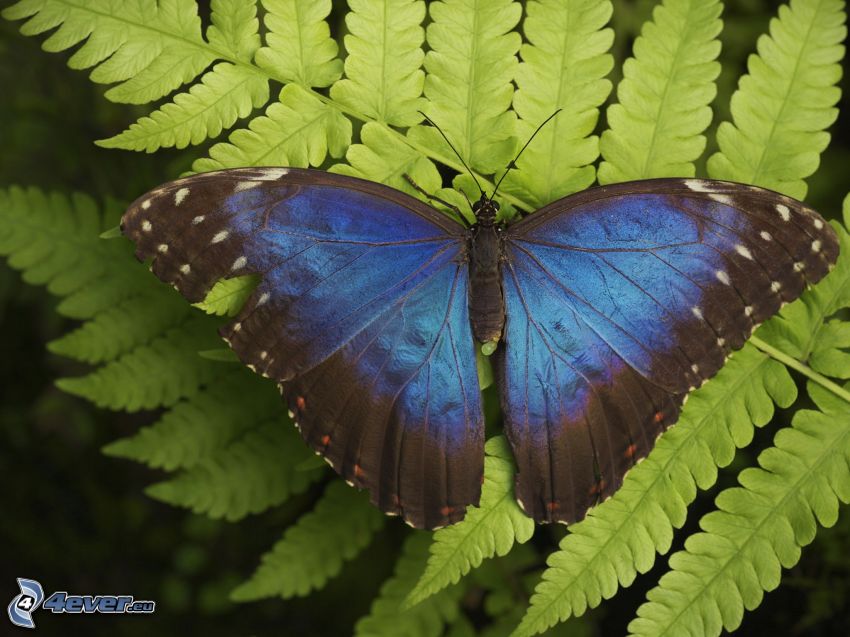 kék pillangó, páfrányok