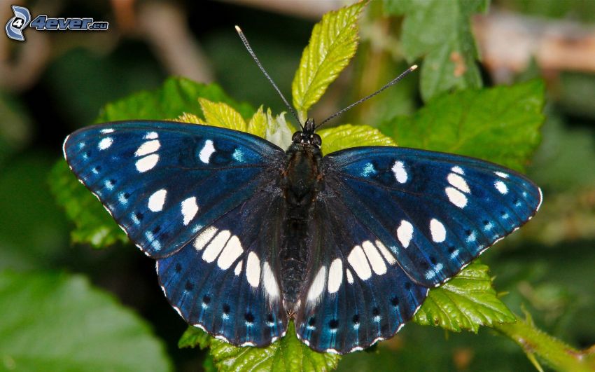 kék pillangó