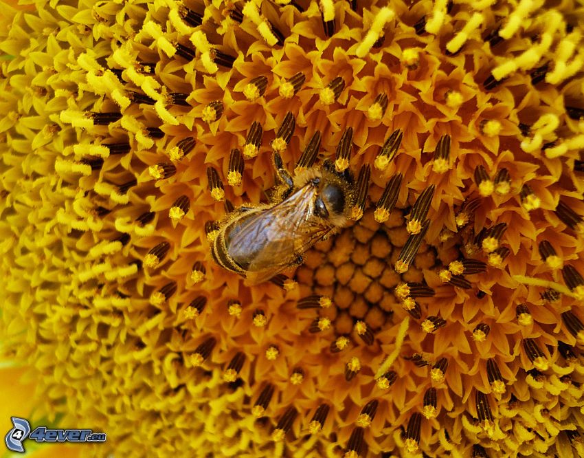 méh, napraforgó