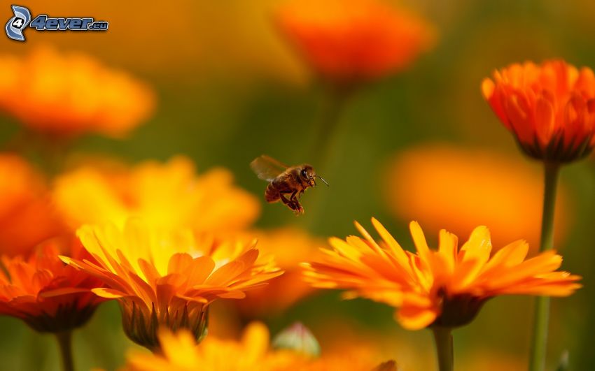 méh, narancssárga virágok