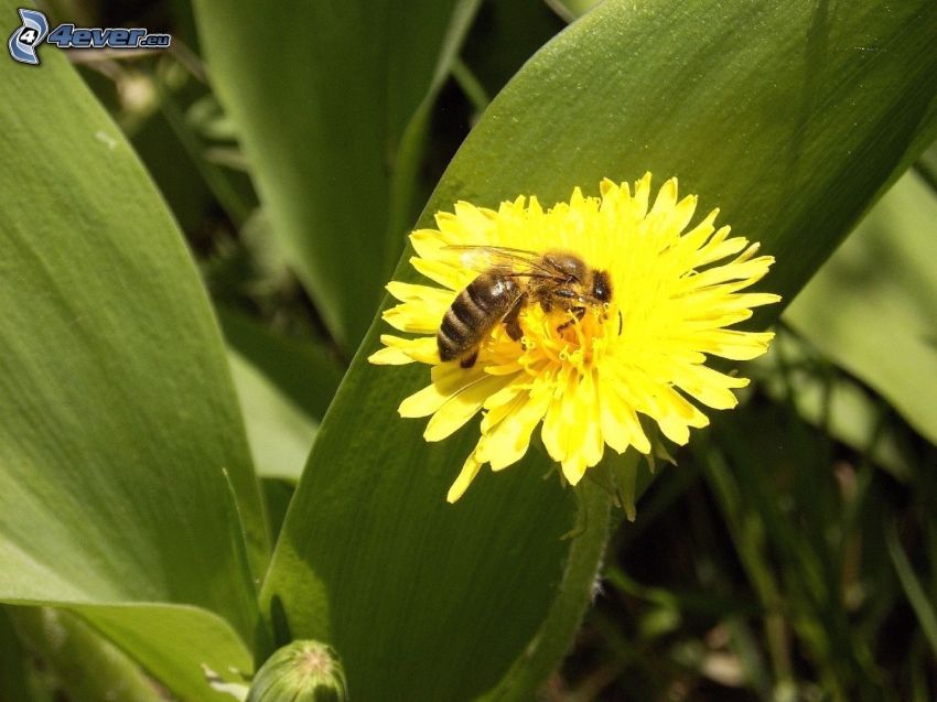 méh a virágon, gyermekláncfű, makro