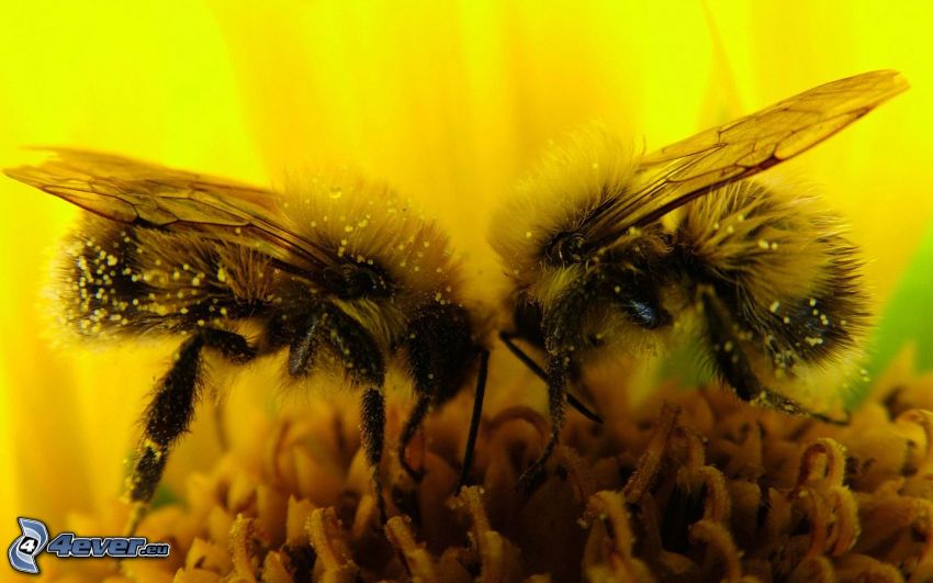 méh a virágon, pollen