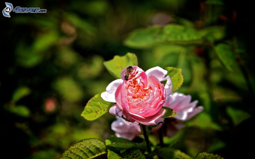 méh a virágon, rózsaszín rózsa