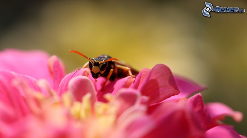 méh a virágon, rózsaszín virág