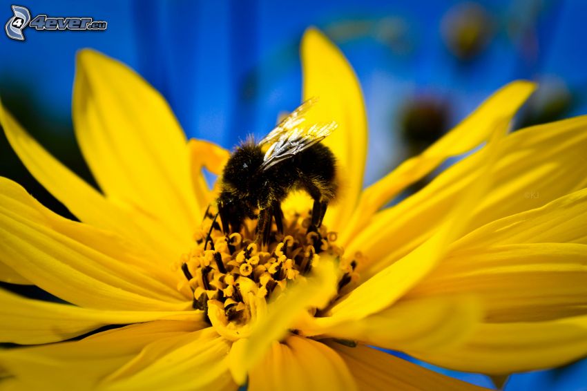 méh a virágon, sárga virág
