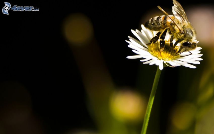 méh a virágon, százszorszép