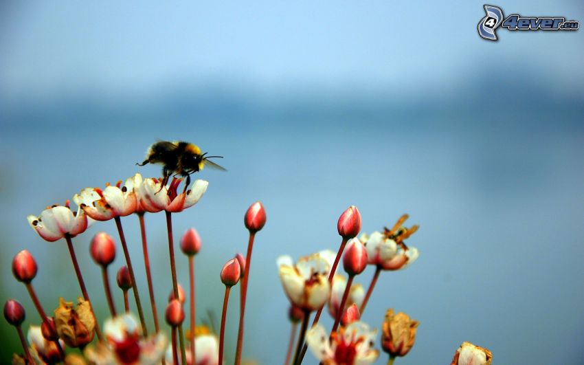 méh a virágon